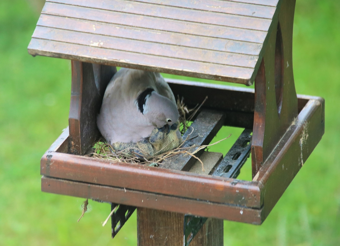 Eclosions oisillons Tourterelle turque 25 Mai 2022 (2)-crop.JPG