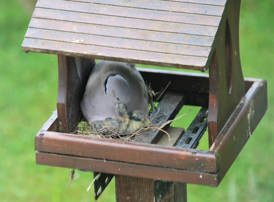 Eclosions oisillons Tourterelle turque 25 Mai 2022 (3)-crop.JPG