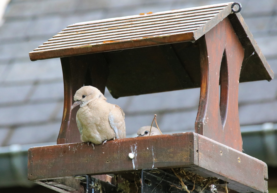 Nidification Tourterelles turque Mardi 7 Juin 2022 (1).JPG