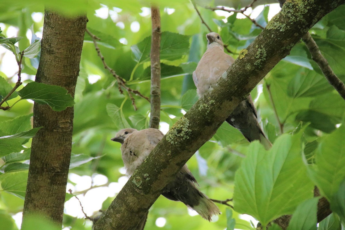 Nidification Tourterelles turque envol Mercredi 8 Juin 2022 (1).JPG
