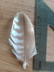 Plume.jpg