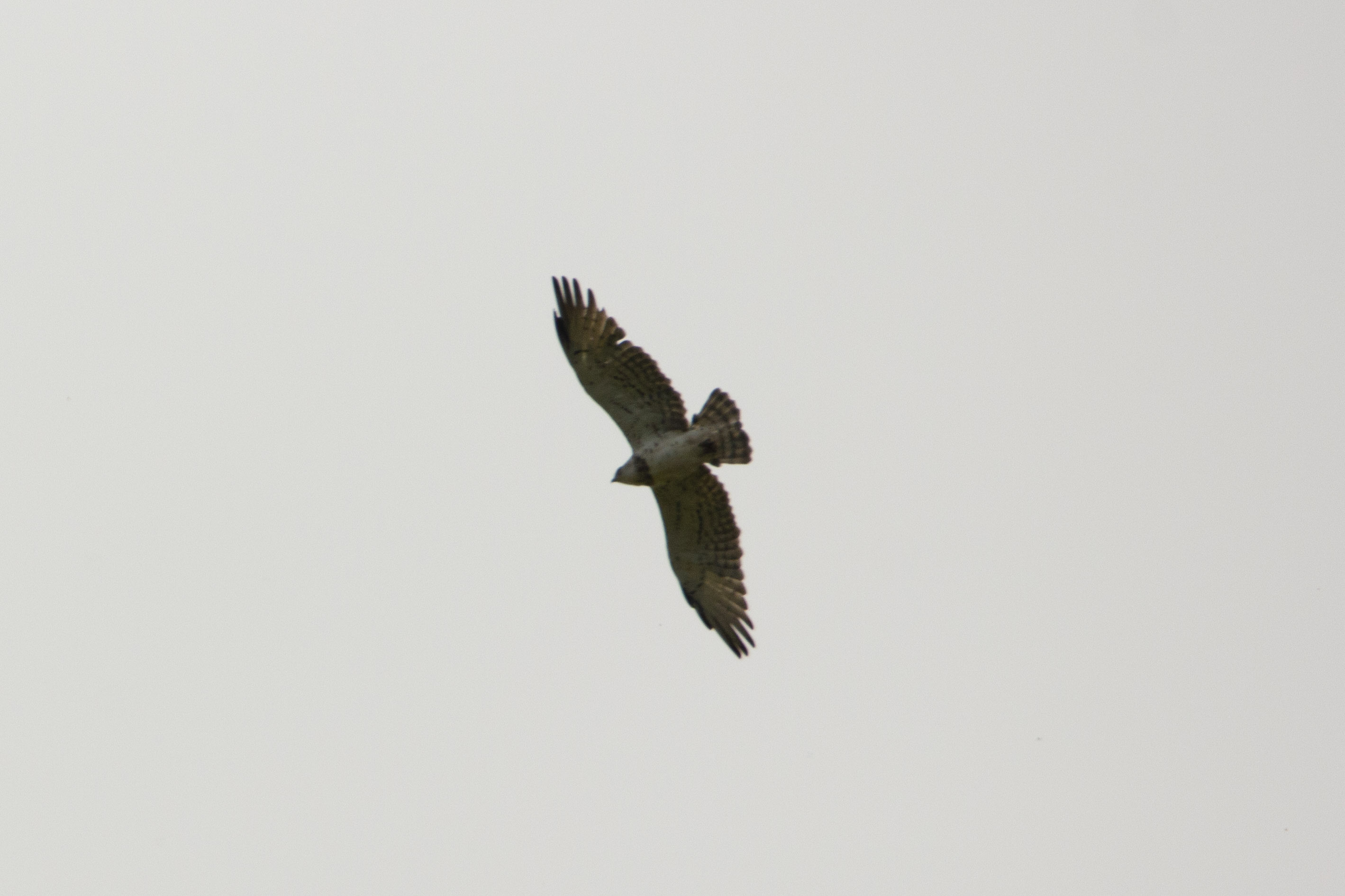 290622IMG_0483.JPG