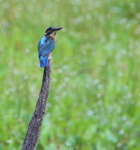Martin pêcheur la Favière Lundi 4 Juin 2022.JPG