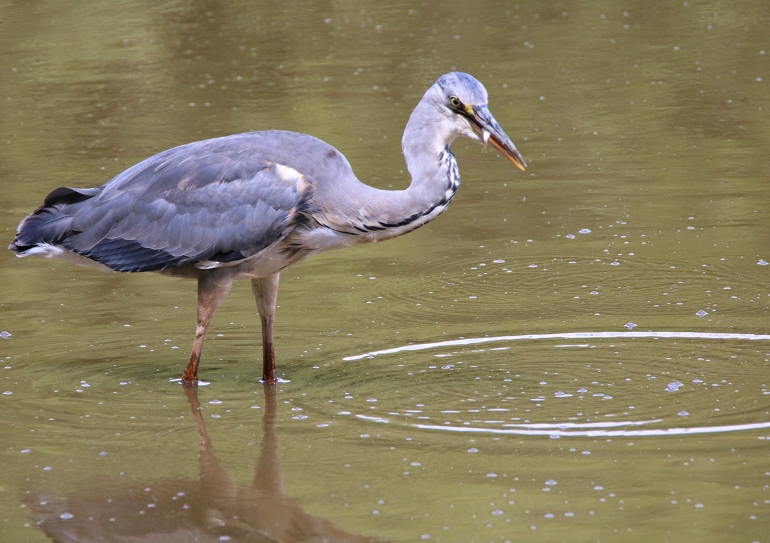 en plumage nuptial la Favière Lundi 4 Juin 2022(1).JPG