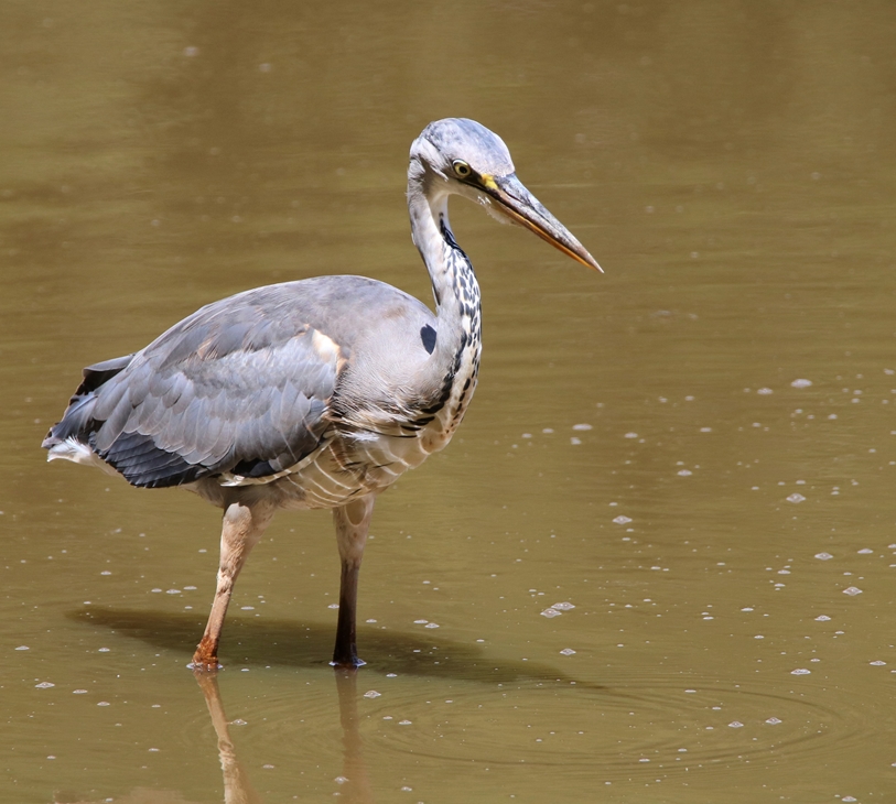 en plumage nuptial la Favière Lundi 4 Juin 2022(2).JPG