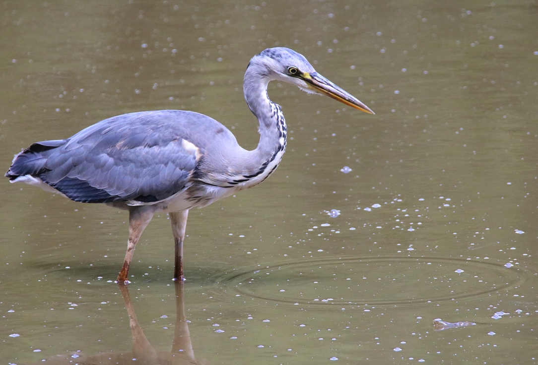 en plumage nuptial la Favière Lundi 4 Juin 2022 (6).JPG