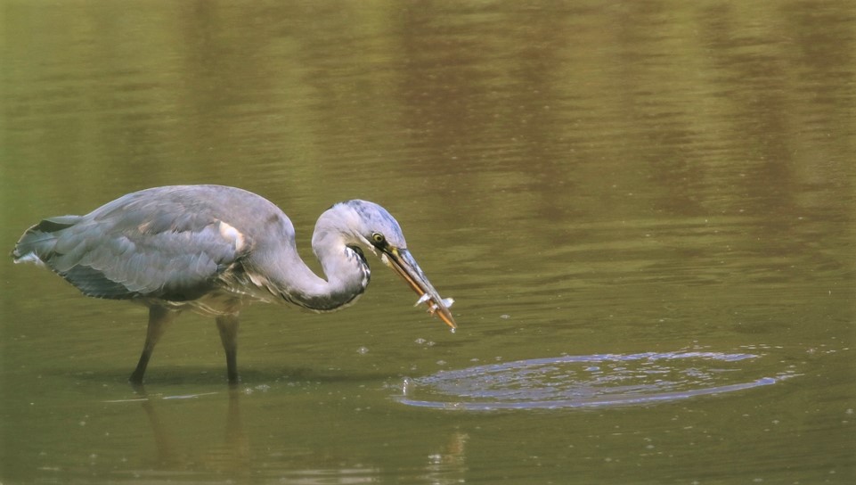 en plumage nuptial la Favière Lundi 4 Juin 2022(5).JPG