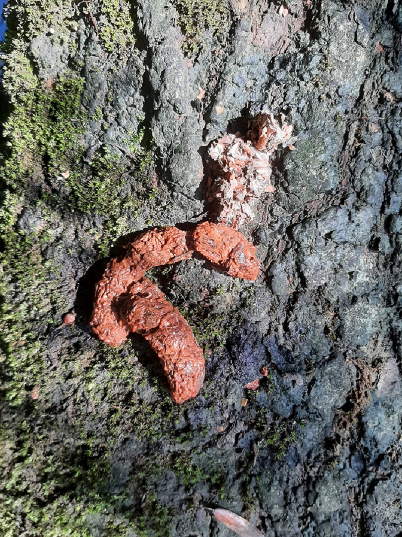 épreinte loutre 01 07 2022jpg.jpg