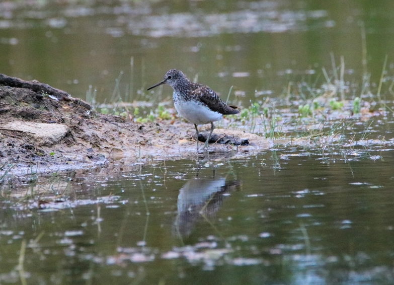Chevalier cul-blanc la Poterie Jeudi 7 Juillet 2022 (1)-crop.JPG