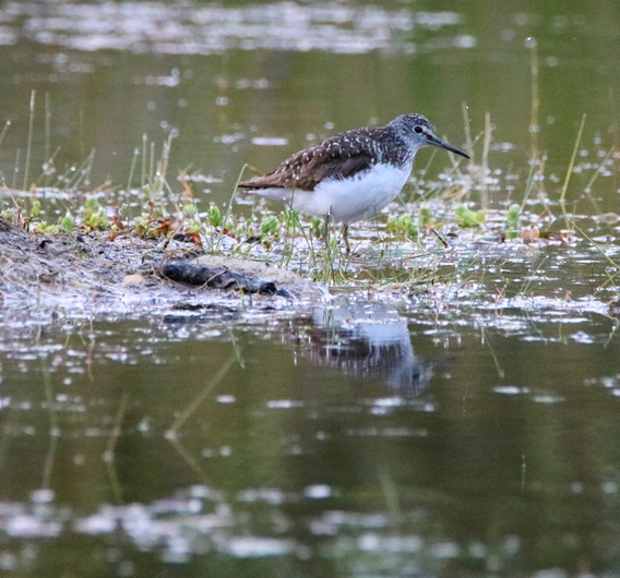 Chevalier cul-blanc la Poterie Jeudi 7 Juillet 2022 (2)-crop.JPG
