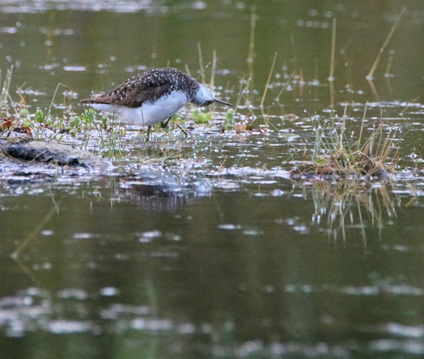 Chevalier cul-blanc la Poterie Jeudi 7 Juillet 2022 (3)-crop.JPG