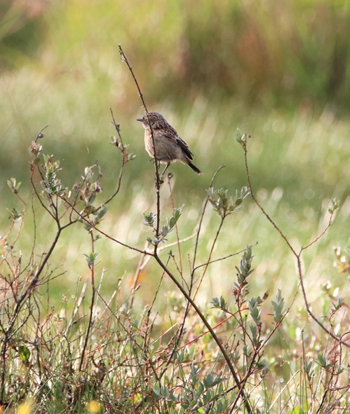 Passereaux à identifier, Pipit farlouse.JPG