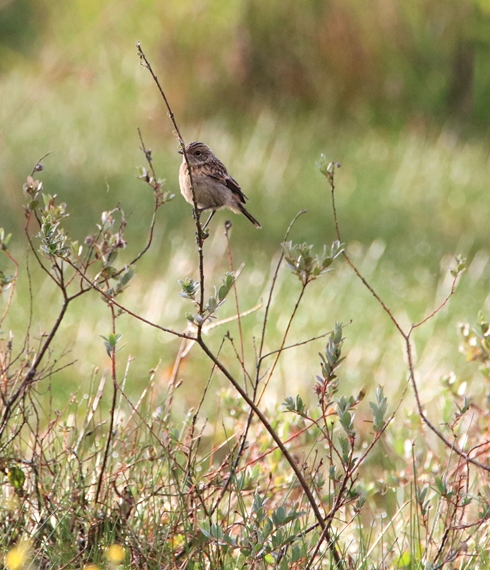 Passereaux à identifier, Pipit farlouse (2).JPG