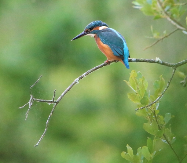 Martin pêcheur la Poterie Jeudi 7 Juillet 2022.JPG