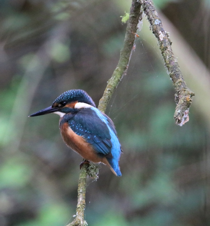 Martin pêcheur la Poterie Jeudi 7 Juillet 2022 (2).JPG