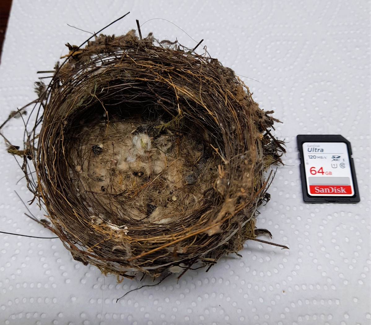 Nid Chardonneret élégant  Laurier-palme Samedi 09 Juillet 2022 (1).jpg