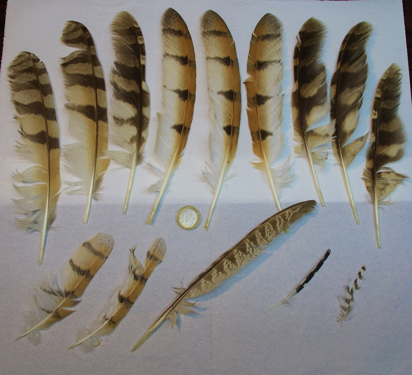 Plumes Rapaces.JPG