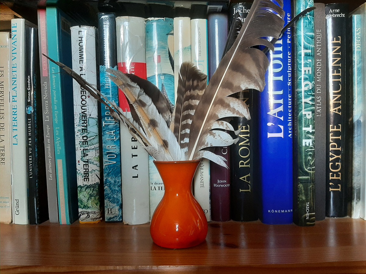 plumes.jpg
