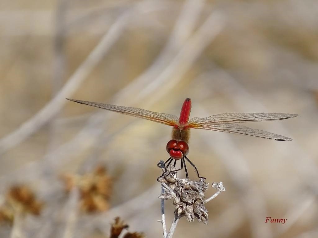 libellule-fanny-c...dsc01552-5050feaCrocothemis erythraea..jpg