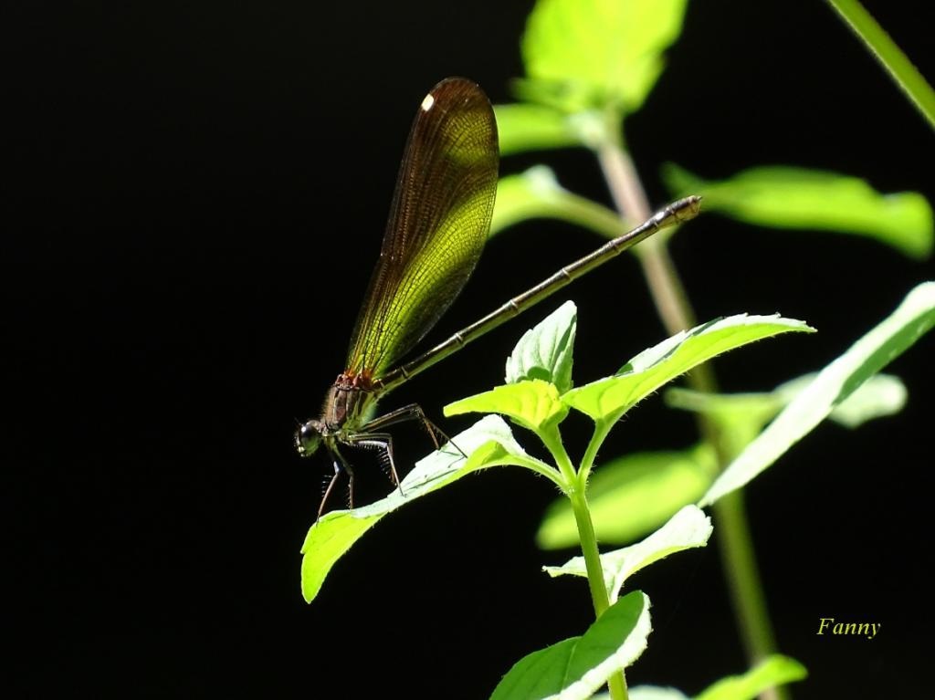 libellule-fanny-s...dsc03719-5049b99Calopteryx haemorrhoidalis.jpg