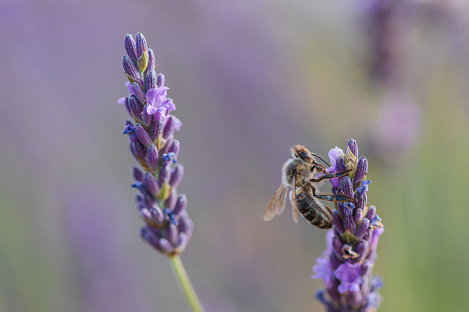 _abeille_lavande.jpg