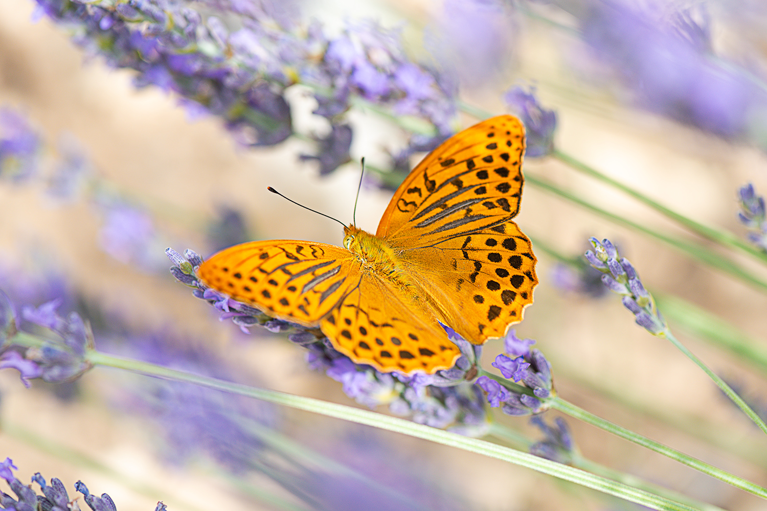 _papillon_lavande.jpg
