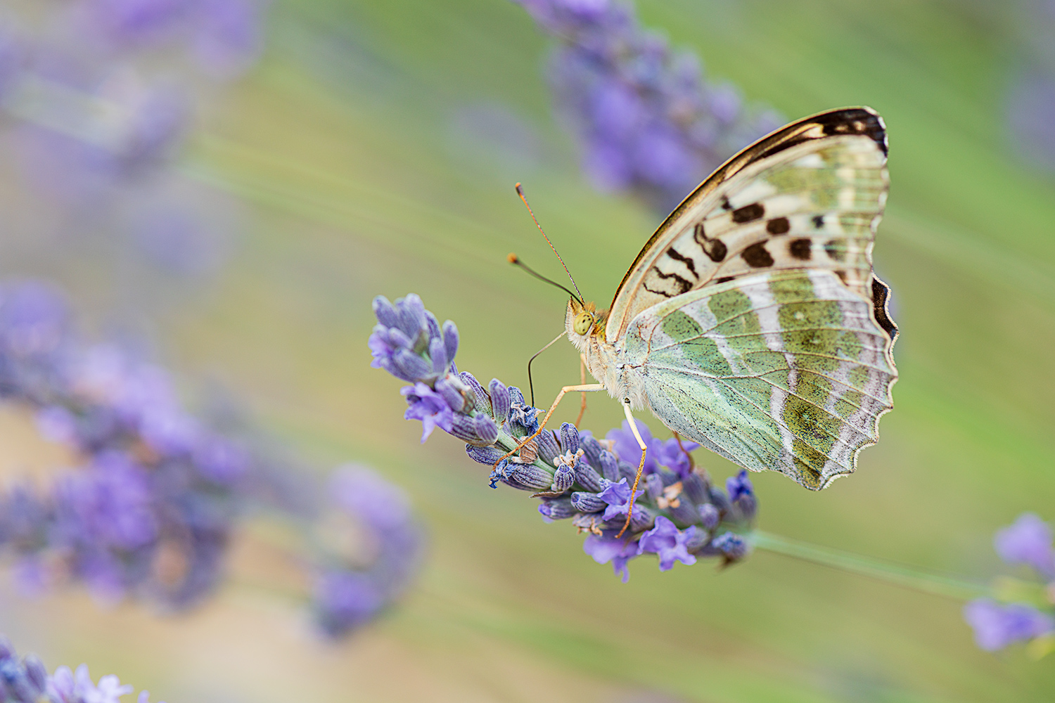 _papillon2_lavande.jpg