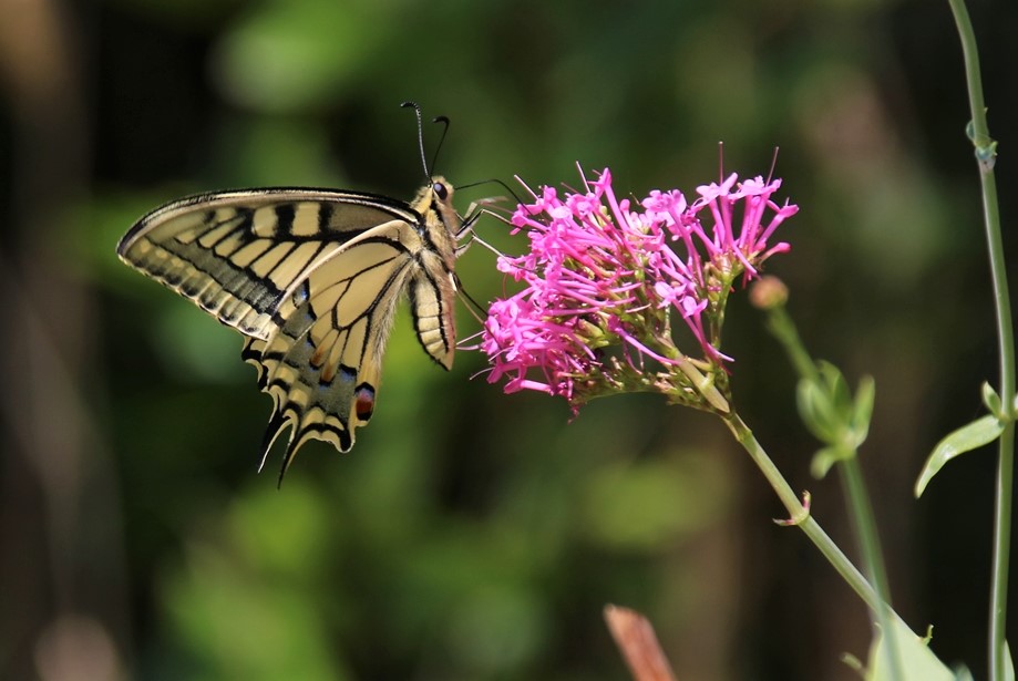 Machaon sur Valérianes Dimanche 17 Juillet 2022 (1)-crop.JPG