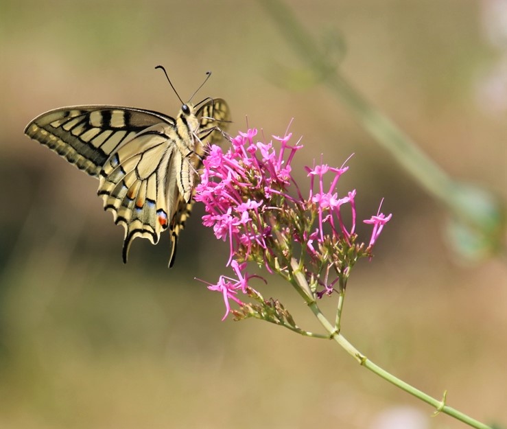 Machaon sur Valérianes Dimanche 17 Juillet 2022.JPG