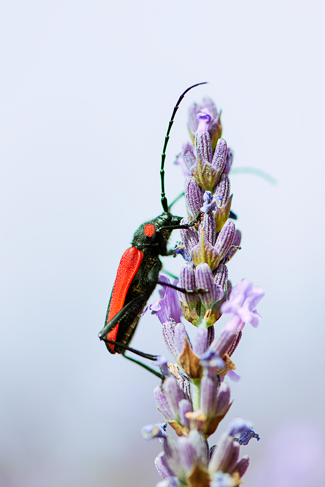 _xxx-insecte_lavande.jpg