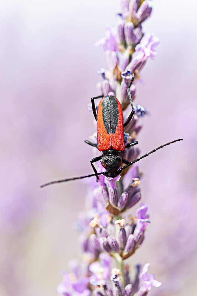 _xxx2-insecte_lavande.jpg