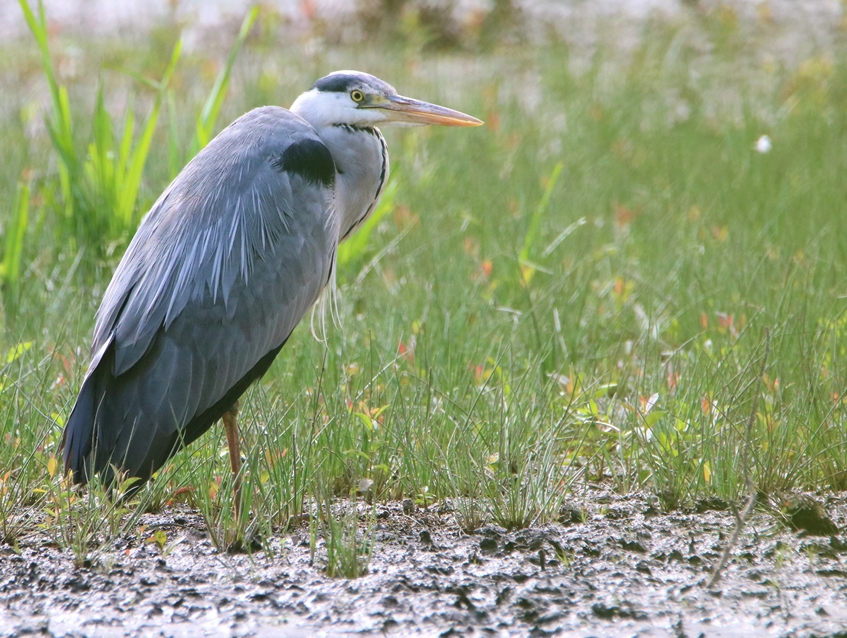 Héron cendré au reposoir 25 Juillet 2022 Kersolec.JPG