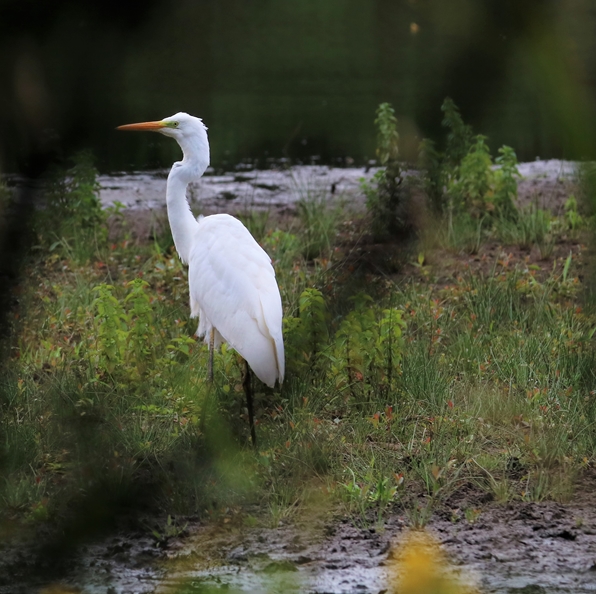 Grande Aigrette 25 Juillet 2022 Kersolec.JPG