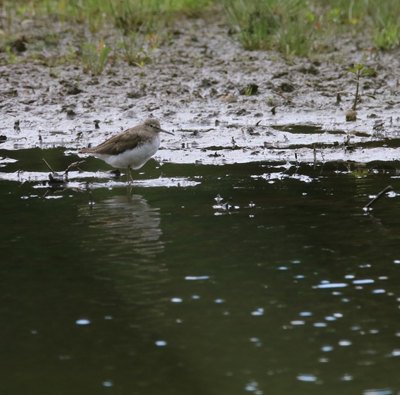 Chevallier cul-blanc 25 Juillet 2022 Kersolec.JPG