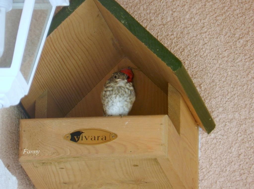 envol-gobemouches...sign-011-5076475.jpg