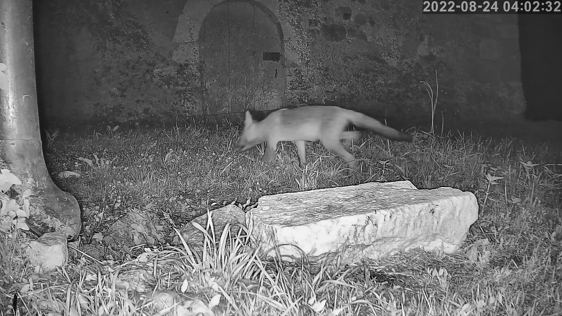 renard 24 08 2022.jpg