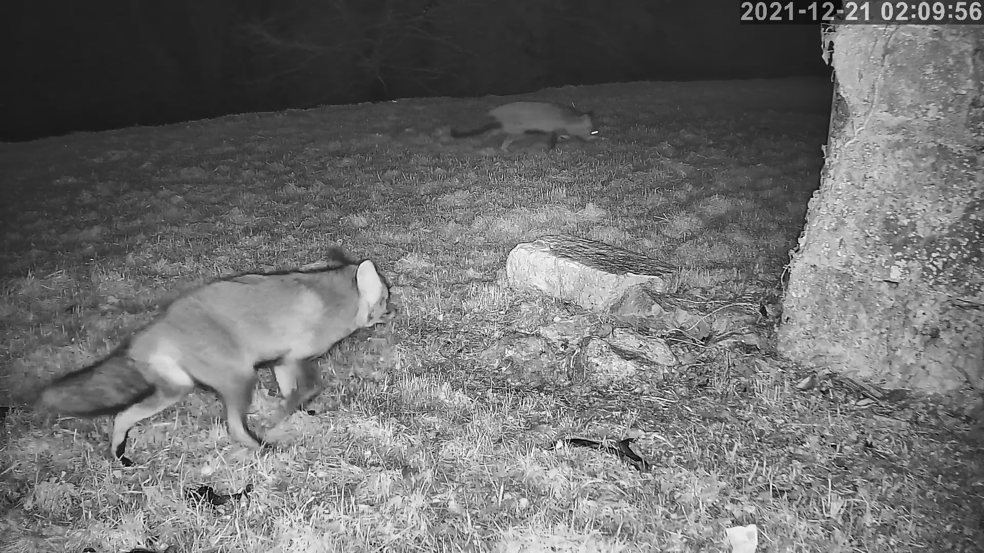renards 21 12 2021.jpg