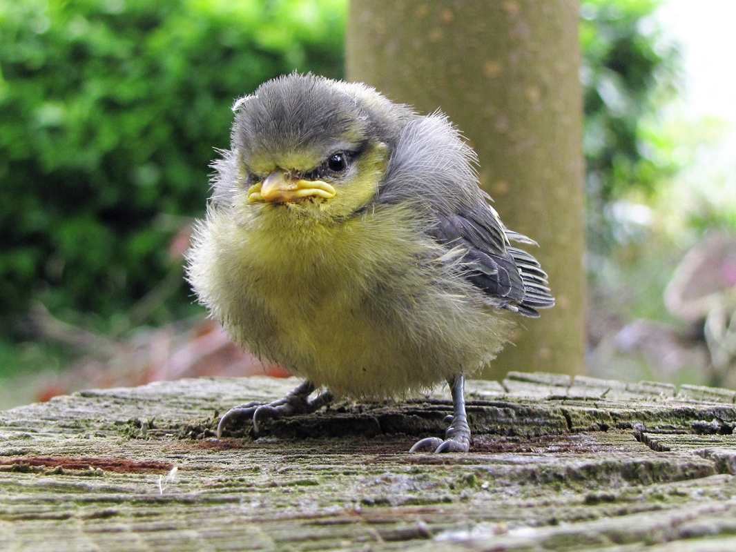 Jeune oisillon Mésange Bleue.jpg