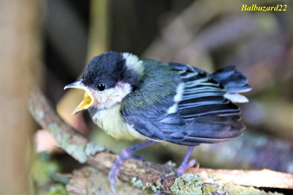 Jeune oisillon Mésange Charbonnière.jpg