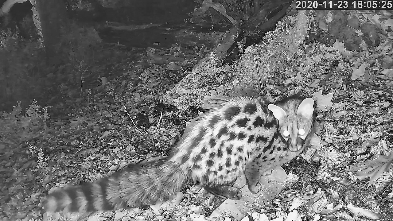 genette 23 11 2020A.jpg