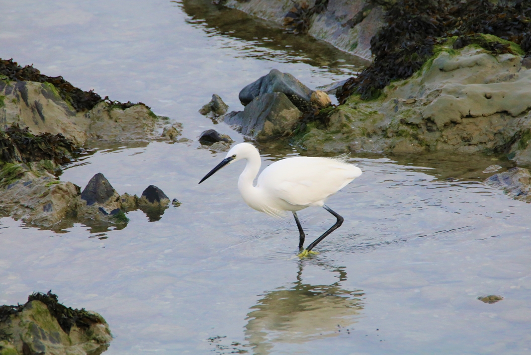 Aigrette garzette observatoire Jeudi 10 Novembre 2022 (3).JPG