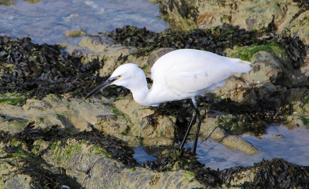 Aigrette garzette observatoire Jeudi 10 Novembre 2022 (2).JPG