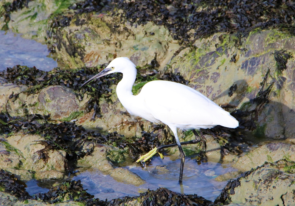 Aigrette garzette observatoire Jeudi 10 Novembre 2022 (1).JPG
