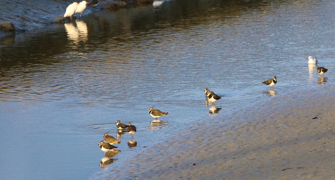 Vanneaux huppé Bourienne Jeudi 10 Novembre 2022 (1).JPG
