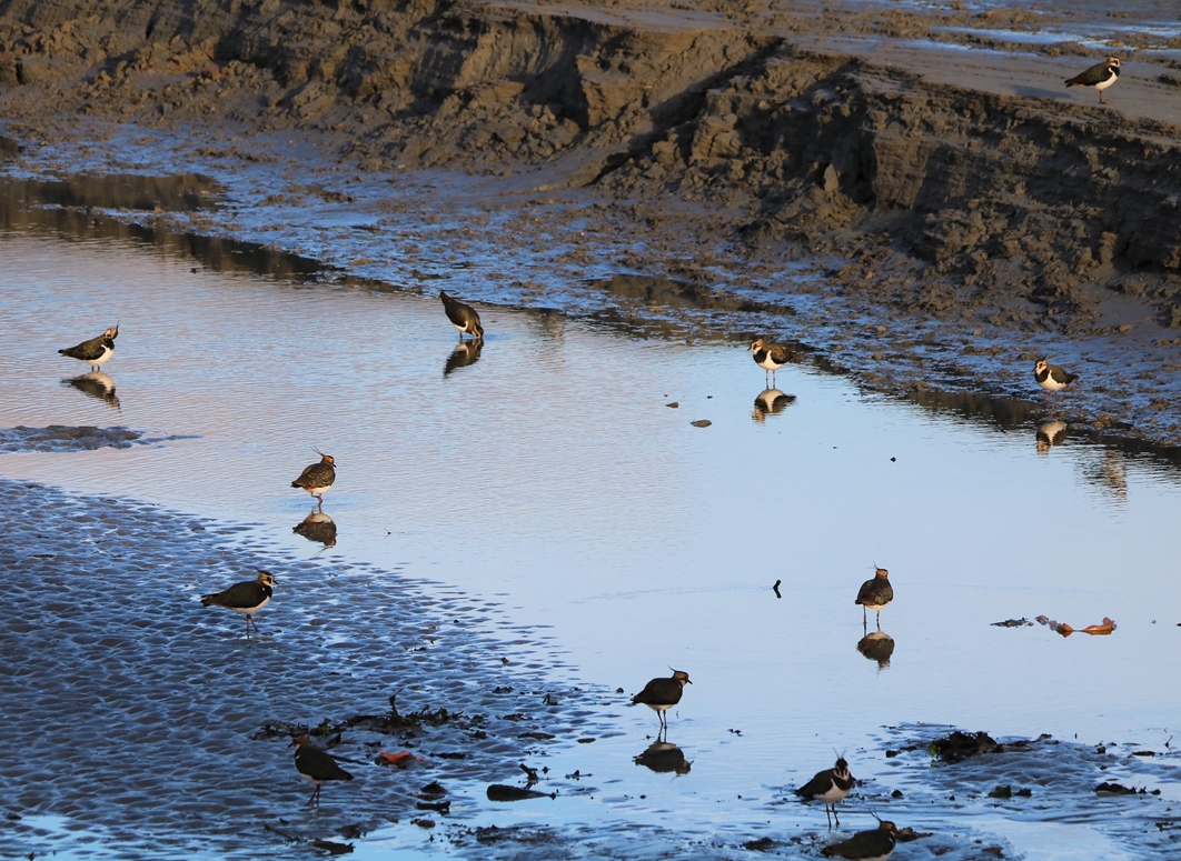 Vanneaux huppé Bourienne Jeudi 10 Novembre 2022 (5).JPG
