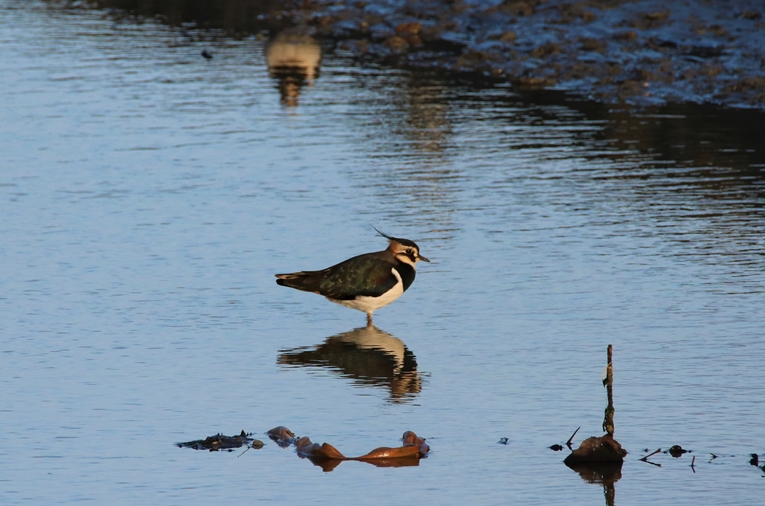 Vanneaux huppé Bourienne Jeudi 10 Novembre 2022 (6).JPG