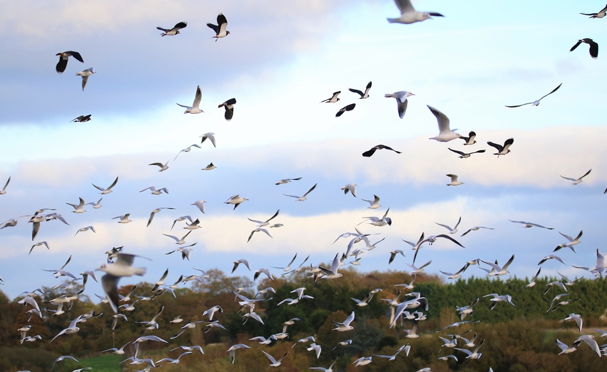 Vanneaux huppé Bourienne Jeudi 10 Novembre 2022 (2).JPG