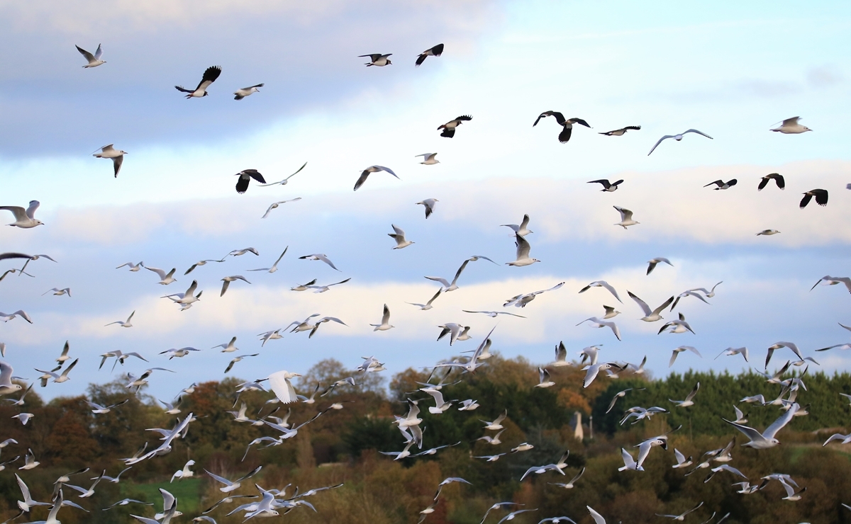Vanneaux huppé Bourienne Jeudi 10 Novembre 2022 (3).JPG
