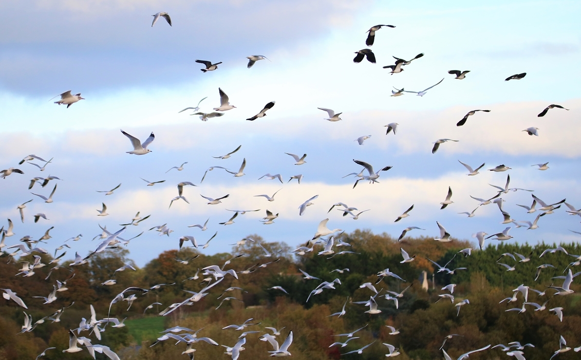 Vanneaux huppé Bourienne Jeudi 10 Novembre 2022 (4).JPG