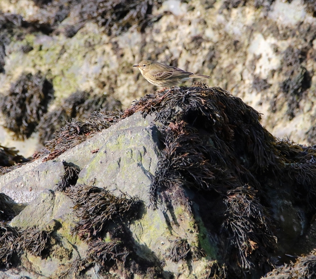 Pipit farlouse observatoire Jeudi 10 Novembre 2022.JPG